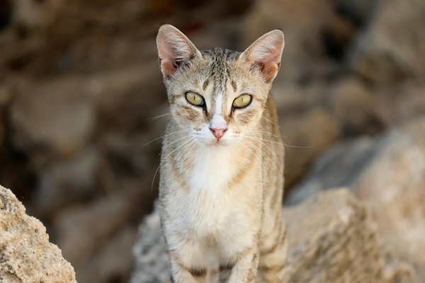 Höhepunkte des Sports: Must-See Events für ein Triumphjahr